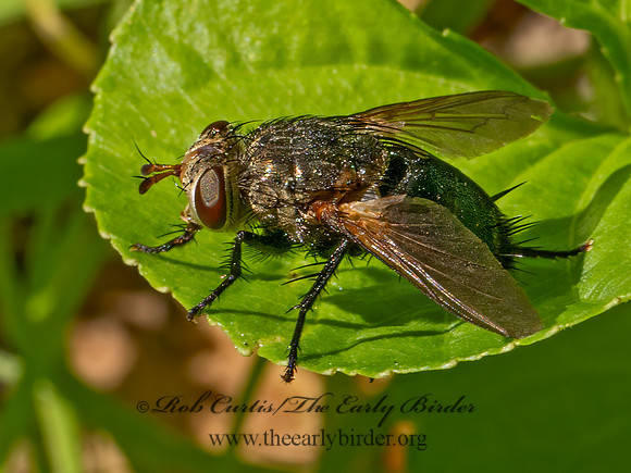 Archytas TACHINID FLY 9089751