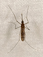 Anopheles quadrimaculatus NORTH AMERICAN MALARIA MOSQUITO 3041816