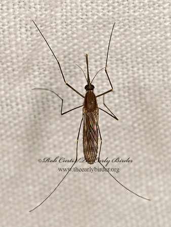Anopheles quadrimaculatus NORTH AMERICAN MALARIA MOSQUITO 3041816
