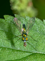 Amblypsilopus scintillans LONGLEGGED FLY 9090294z