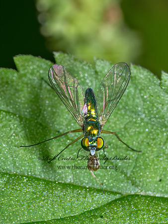 Amblypsilopus scintillans LONGLEGGED FLY 9090294z