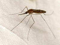 Anopheles quadrimaculatus NORTH AMERICAN MALARIA MOSQUITO 3041817z
