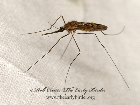 Anopheles quadrimaculatus NORTH AMERICAN MALARIA MOSQUITO 3041817z