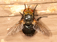 Archytas aterrimus complex 9083645z