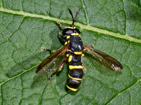 Ceriana abbreviata NORTHERN WASP FLY 9080548z