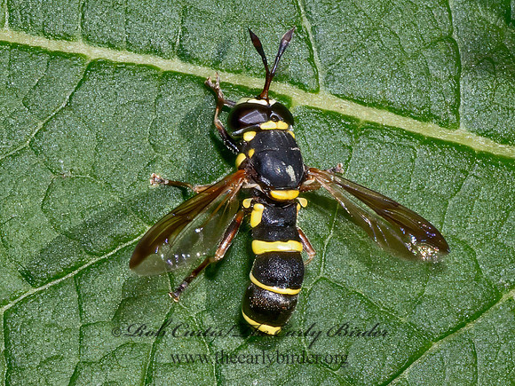 Ceriana abbreviata NORTHERN WASP FLY 9080548z