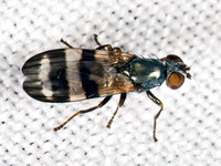 Chaetopsis massyla PICTURE-WINGED FLY 9081595z