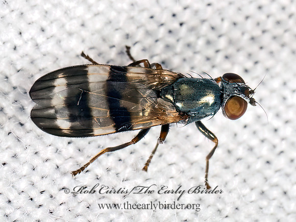 Chaetopsis massyla PICTURE-WINGED FLY 9081595z