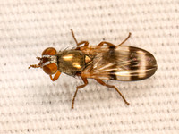 Chaetopsis massyla~ PICTURE-WINGED FLY 9084015z