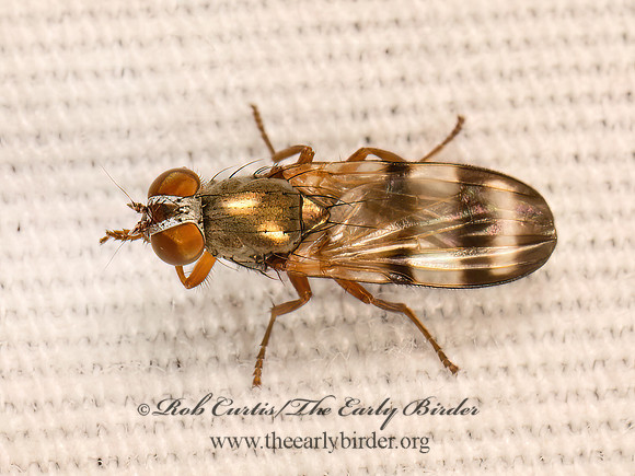Chaetopsis massyla~ PICTURE-WINGED FLY 9084015z