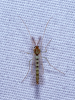 Chironomus group NON-BITING MIDGE 9097052