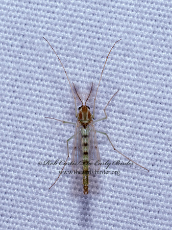 Chironomus group NON-BITING MIDGE 9097052