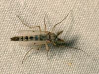 Chironomus group NON-BITING MIDGE 9086958z