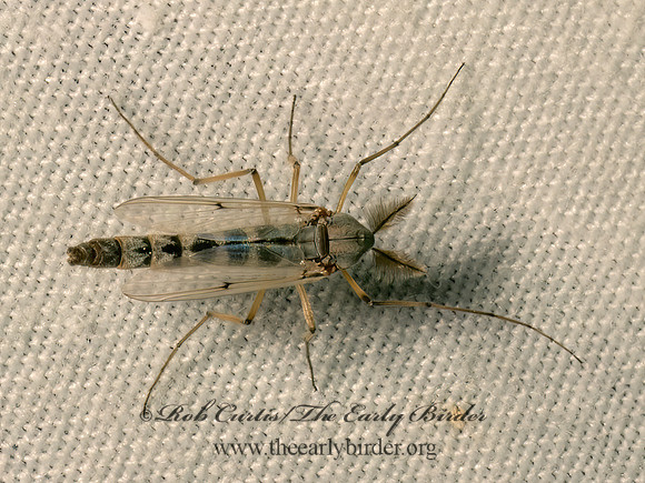 Chironomus group NON-BITING MIDGE 9086958z