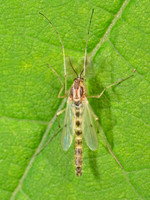 Chironomus NON-BITING MIDGE 8040465z