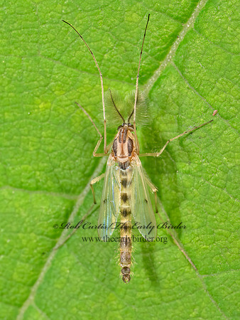 Chironomus NON-BITING MIDGE 8040465z