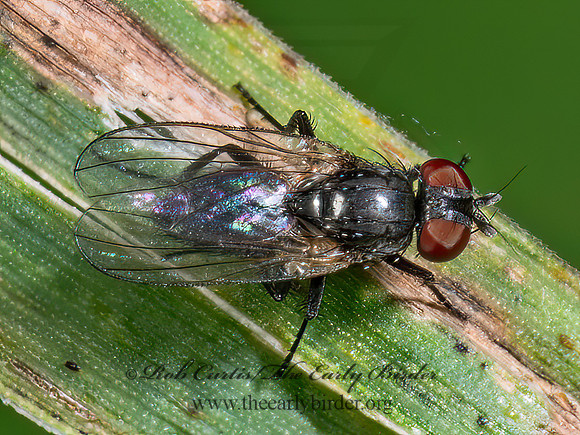 Fannia FANNID FLY 9090297z