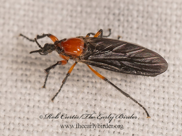 Dilophus stigmaterus MARCH FLY 8042662i