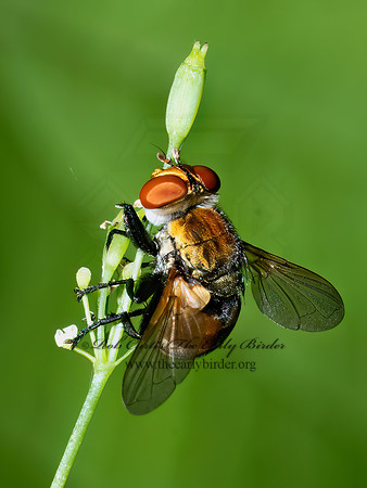 Gymnoclytia occidua~ TACHINID FLY 9096562z