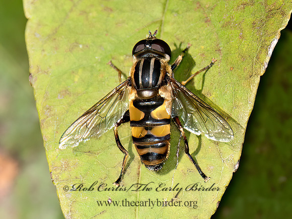 Helophilus fasciatus HOVER FLY 9091414z