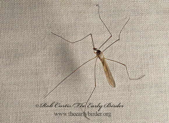 Dicranomyia~ LIMONIID CRANE FLY 9051872z
