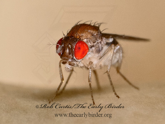 Hirtodrosophila duncani VINEGAR FLY 9090015z