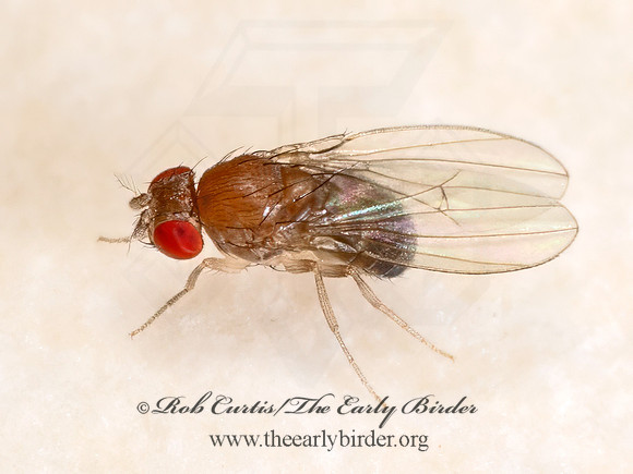 Hirtodrosophila duncani VINEGAR FLY 9090017z