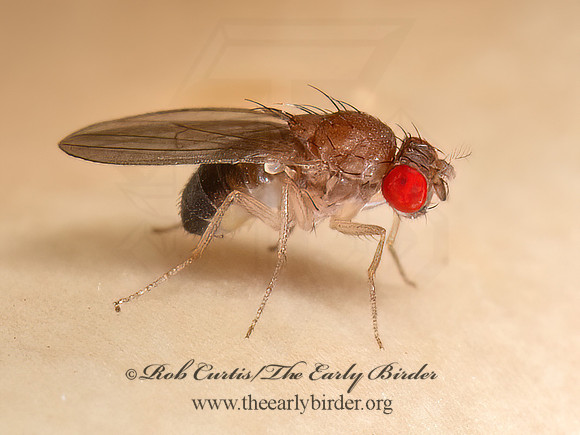 Hirtodrosophila duncani VINEGAR FLY 9090019z