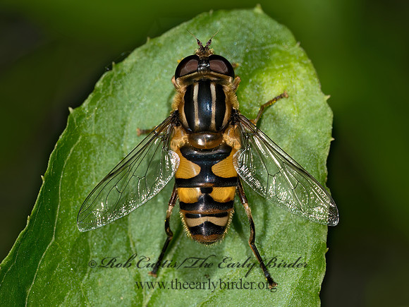 Helophilus fasciatus ERISTALINI HOVER FLY 3043621z