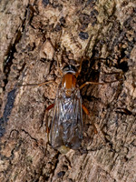 Dialysis fasciventris XYLOPHAGID FLY 9096755z