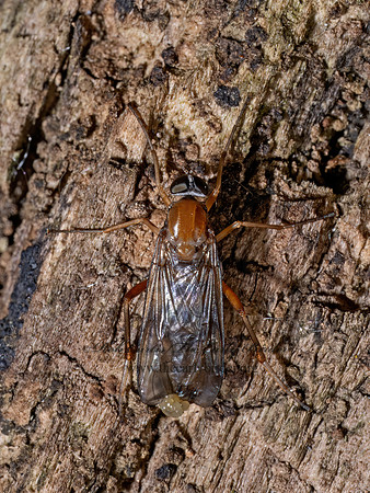 Dialysis fasciventris XYLOPHAGID FLY 9096755z