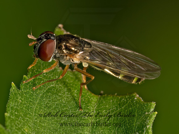Melanostoma mellinum BACCHINI HOVER FLY 9080451z