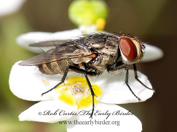 Miltogramminae SATELLITE FLY 8040131z