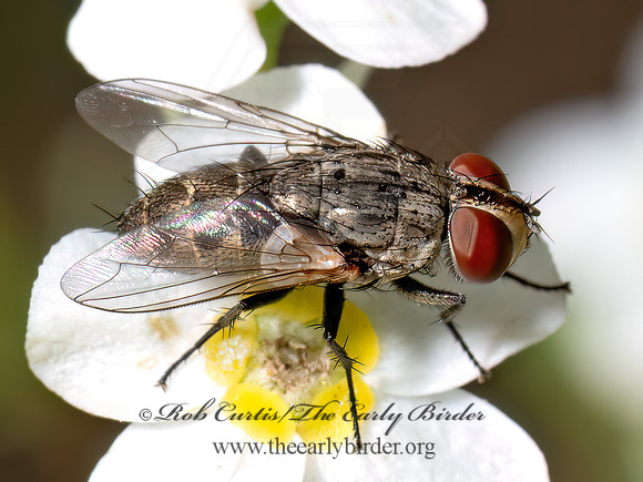 Miltogramminae SATELLITE FLY 8040133z