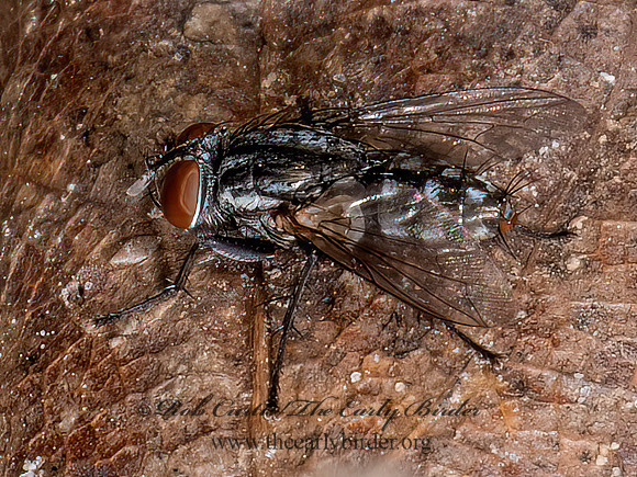 Miltogramminae SATELLITE FLY 9090209z