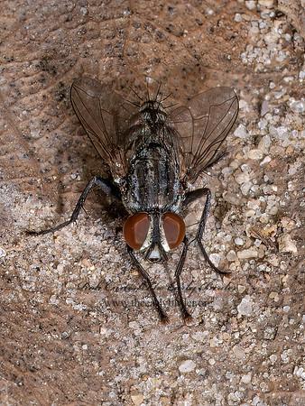 Miltogramminae SATELLITE FLY 9090208z