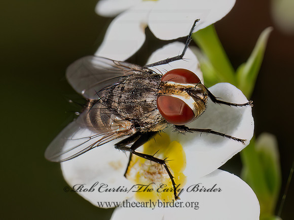 Miltogramminae SATELLITE FLY 8040134z