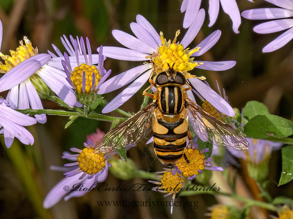 Helophilus fasciatus WASP MIMIC HOVER FLY 3042507z