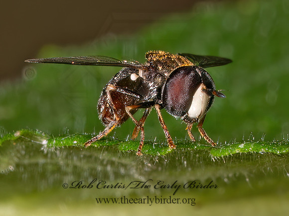 Paragus SYRPHINI HOVER FLY 9089848z