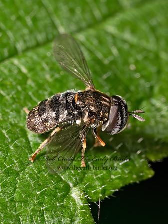 Paragus SYRPHINI HOVER FLY 9089846z