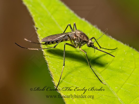 Ochlerotatus sticticus MOSQUITO 9089901z
