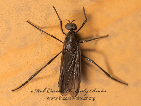 Penthetria heteroptera MARCH FLY 8042603i