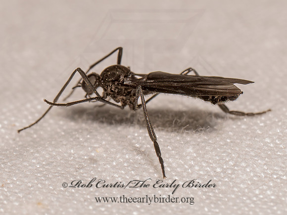 Penthetria heteroptera MARCH FLY 8042672i