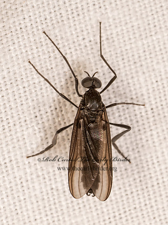 Penthetria heteroptera MARCH FLY 8042668i