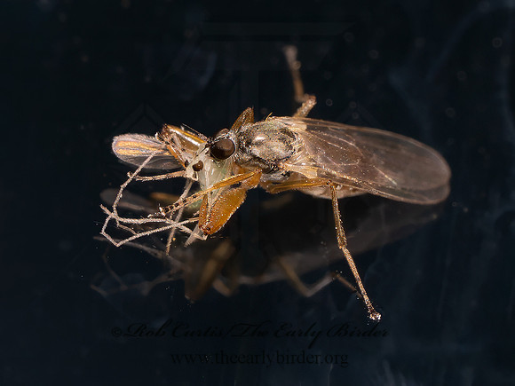 Platypalpus HYBOTID DANCE FLY 8042519i