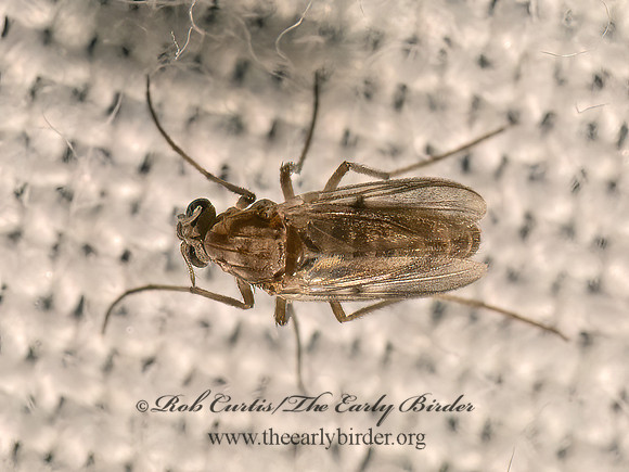 Procladius (Holotanypus) TANYPODINAE MIDGE 9082880z