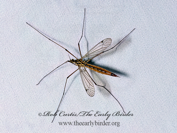 Nephrotoma cornicina TIGER CRANE FLY 9096518z