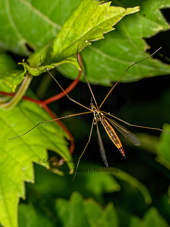 Nephrotoma cornicina TIGER CRANE FLY 9097658z