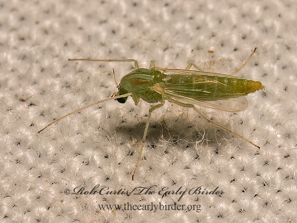 Pseudochironomus CHIRONOMINAE MIDGE9082885z