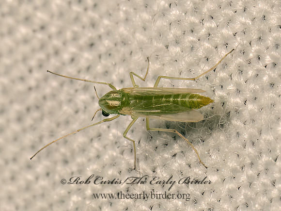 Pseudochironomus CHIRONOMINAE MIDGE9082889z